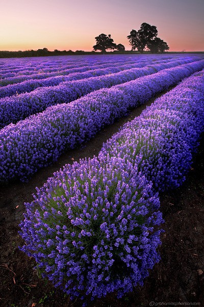 Photo:  Lavender Field 